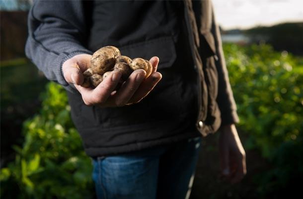 Potato prices