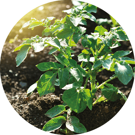 Aviko House of Fries - Home - Banner 4 - 220x220px-4 - No text