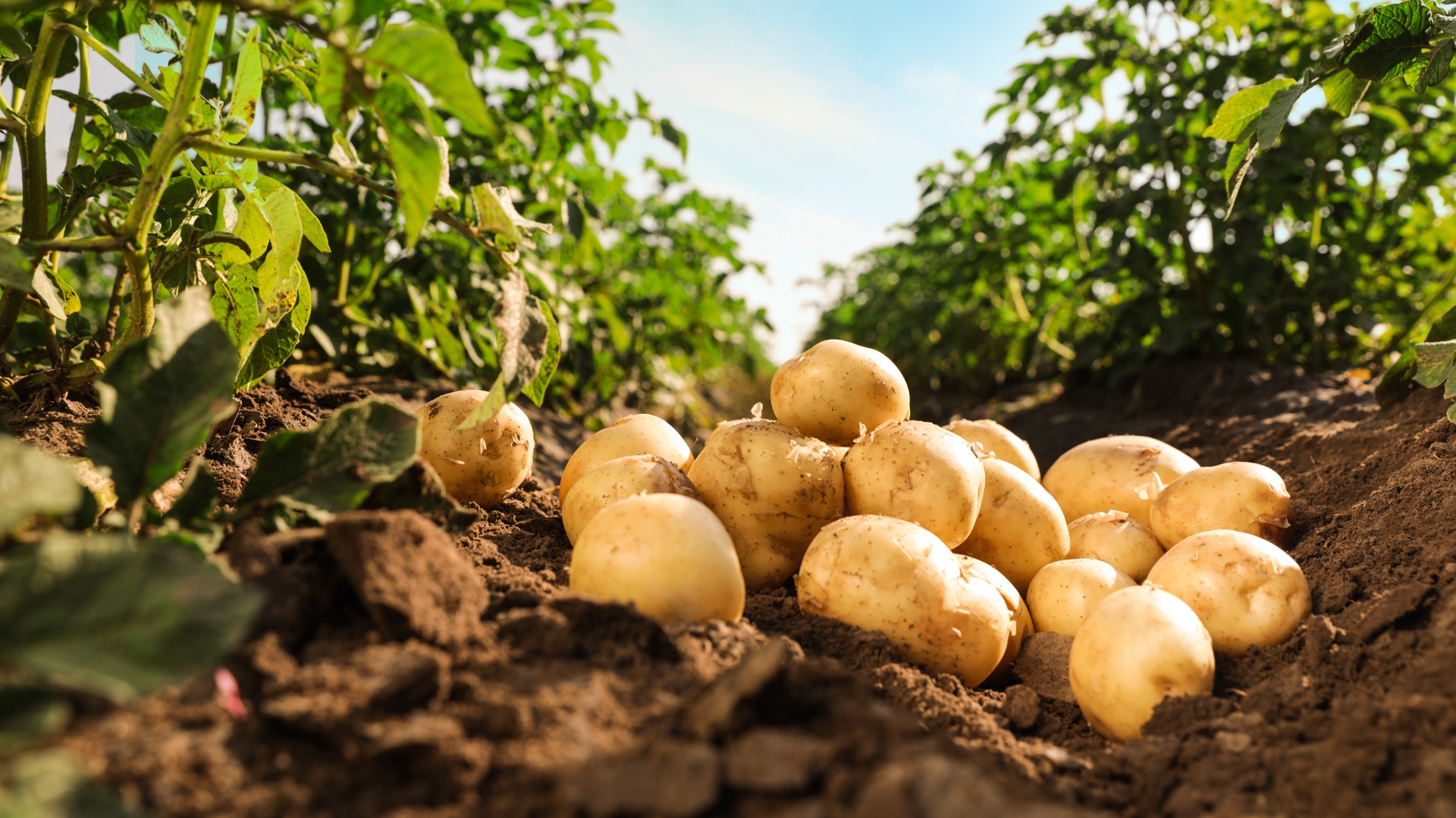 Aviko Farming Potatoes Fries Chips Sustainable.jpeg
